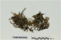 藏品(毛扭苔屬)的圖片